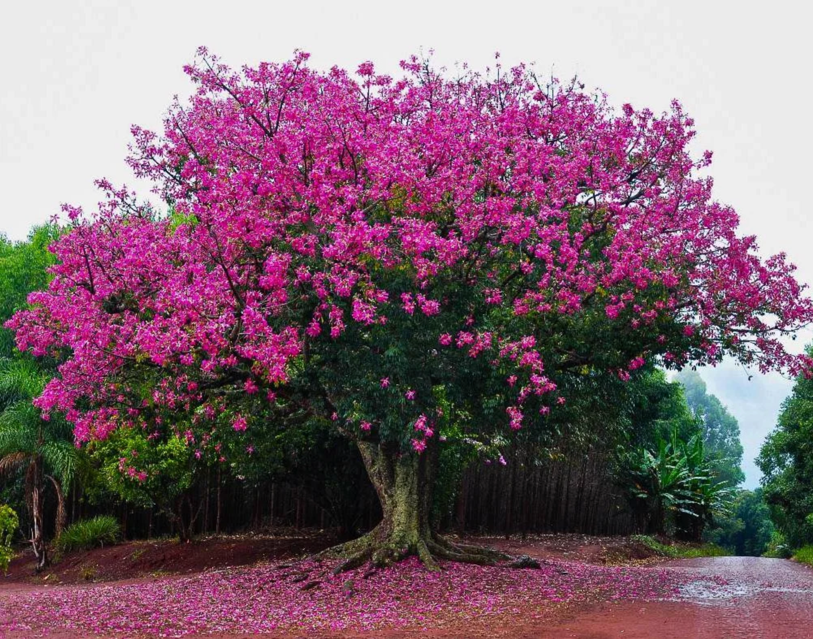 A Beleza e os Benefícios da Planta Resedá para o Meio Ambiente e Nosso Lar