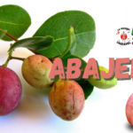 Abajerú: A Fruta Poderosa para a Saúde e Emagrecimento.